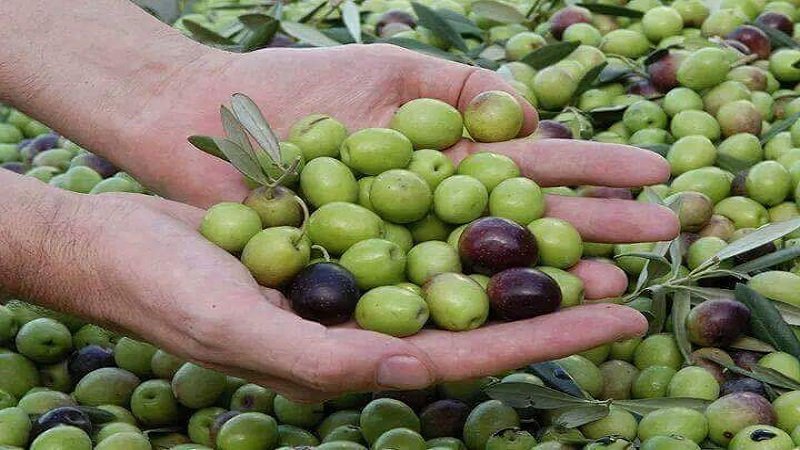 صورة الخبر