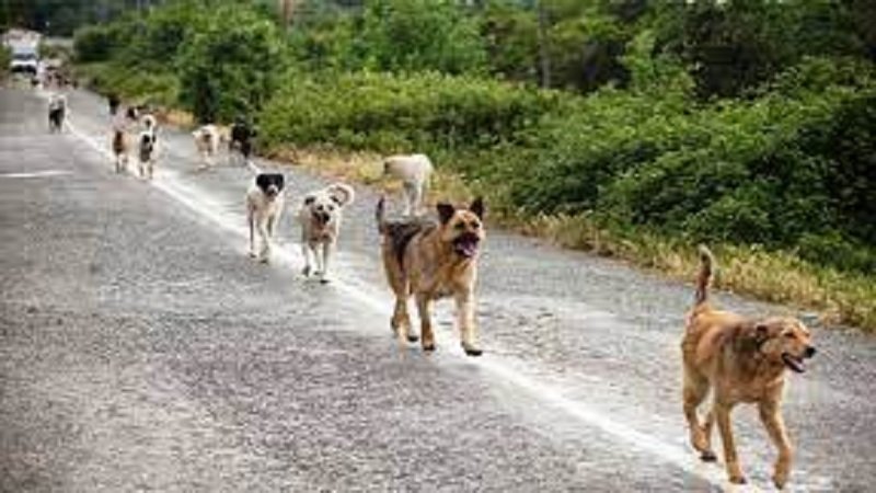 صورة الخبر
